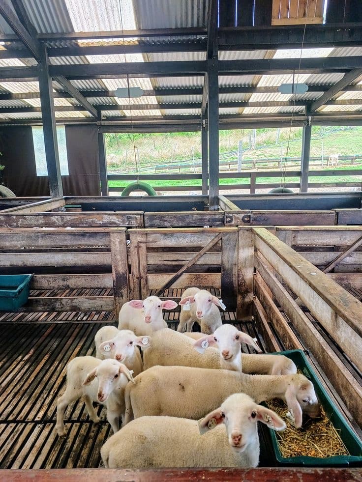 Ekhaya Meat Product 4