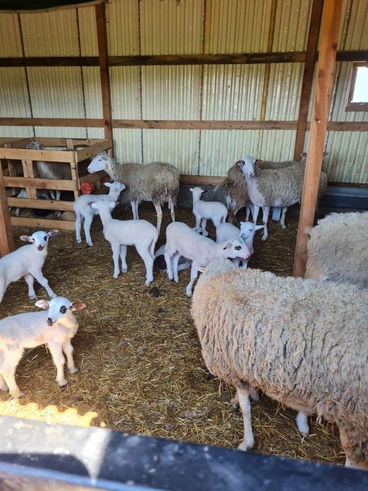 Ekhaya Meat Product 3