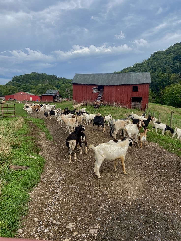 Ekhaya Meat Product 5